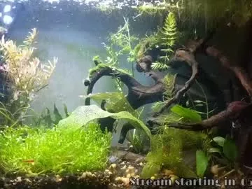 booker_baxton on Chaturbate 