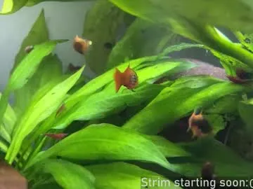 booker_baxton on Chaturbate 