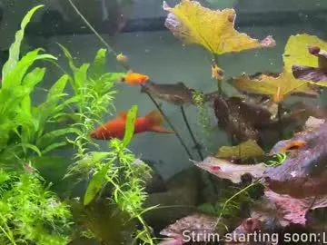 booker_baxton on Chaturbate 