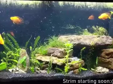 booker_baxton on Chaturbate 