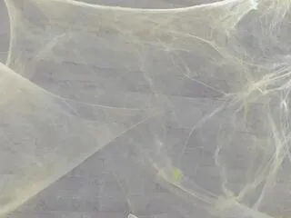 jennifer_dumont on Flirt4Free 